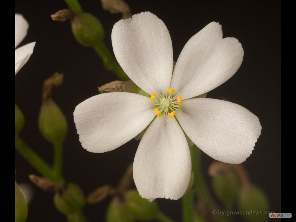 Drosera purpurascens flower