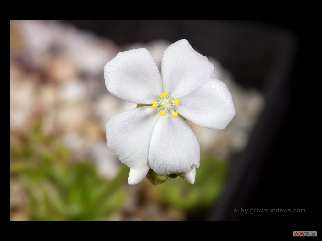 Drosera purpurascens flower 2