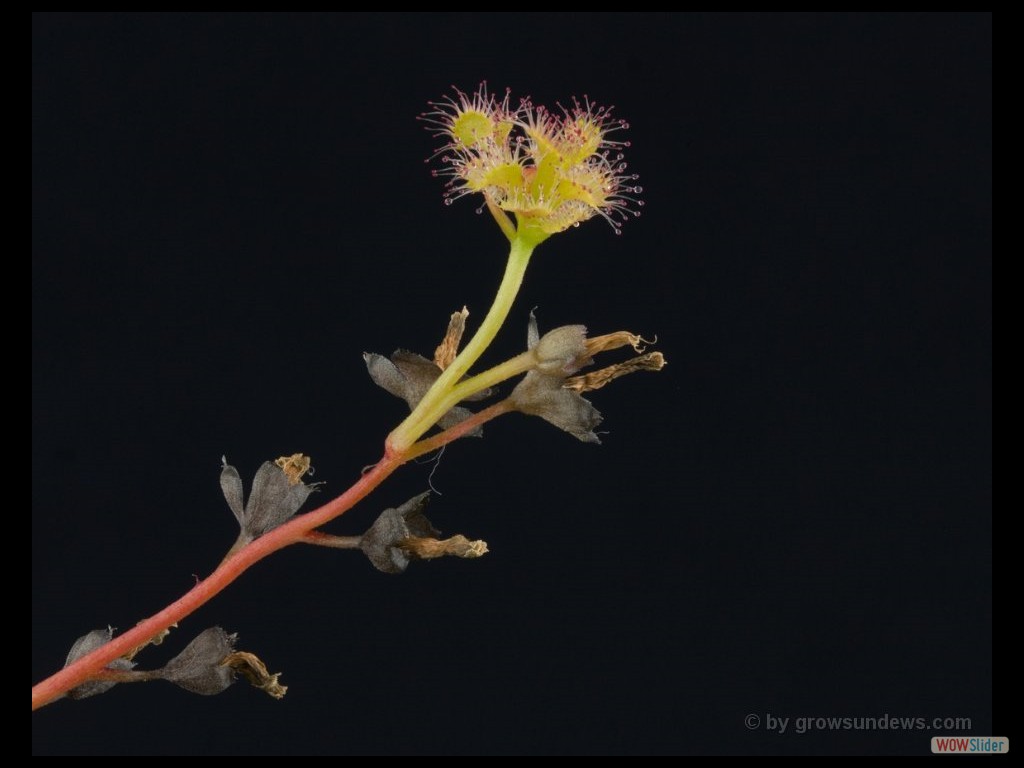 Drosera purpurascens flower stalk plant