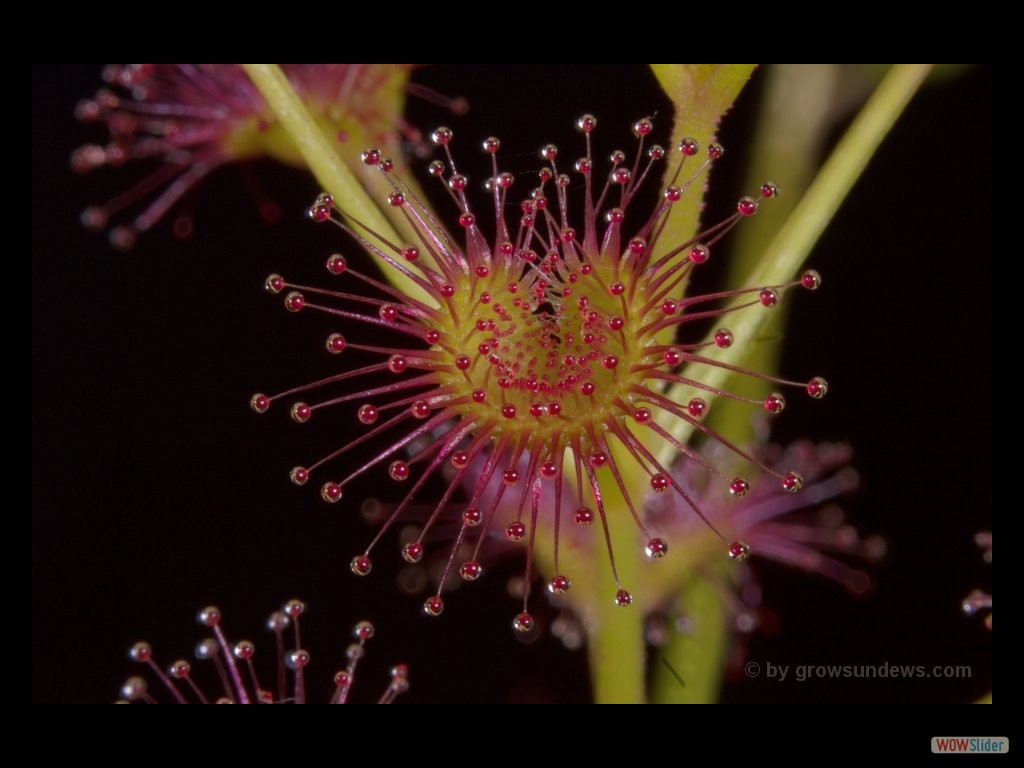 Drosera purpurascens leaf