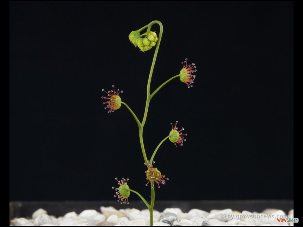 drosera_radicans_beginning_flower