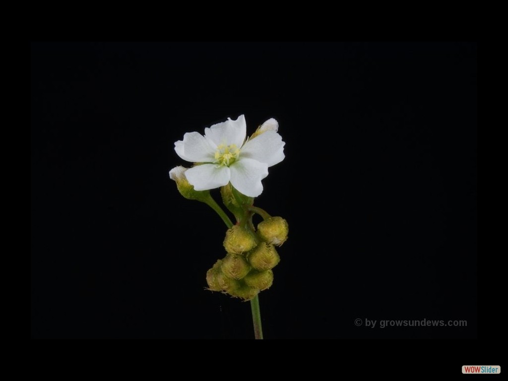 drosera_radicans_flower