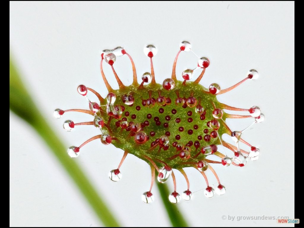 drosera_radicans_trap