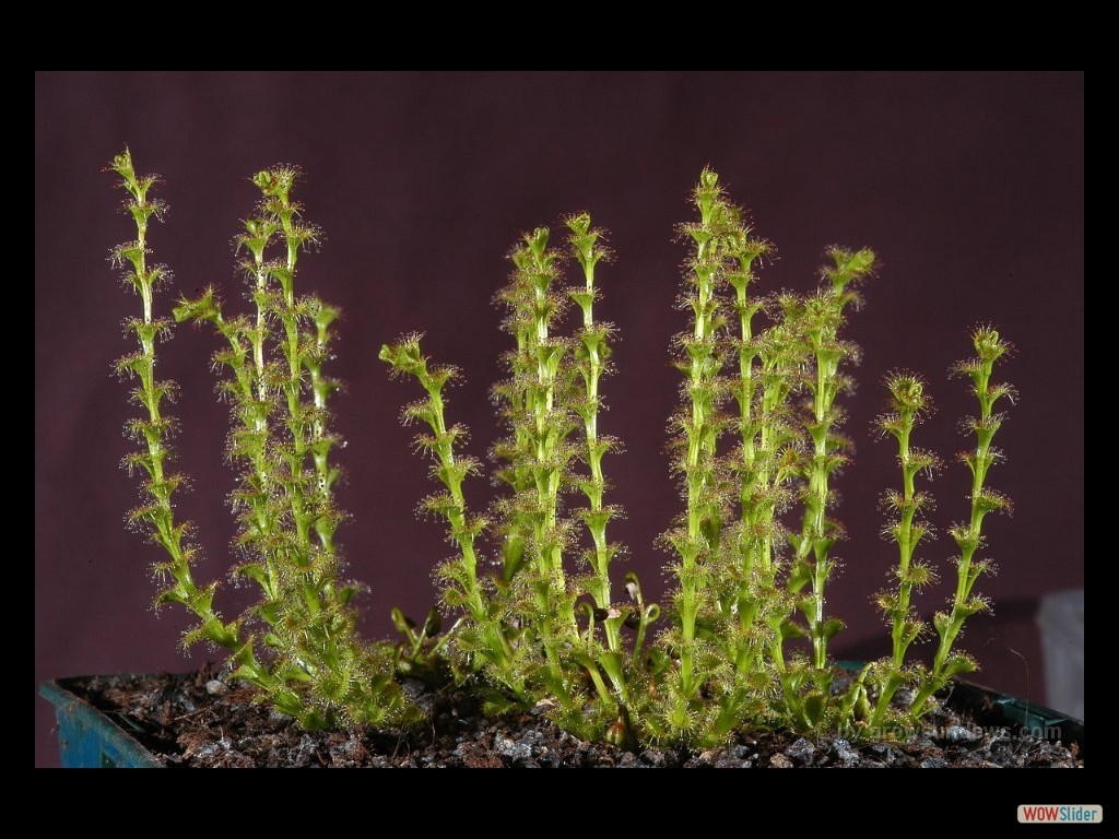 drosera_ramellosa_2