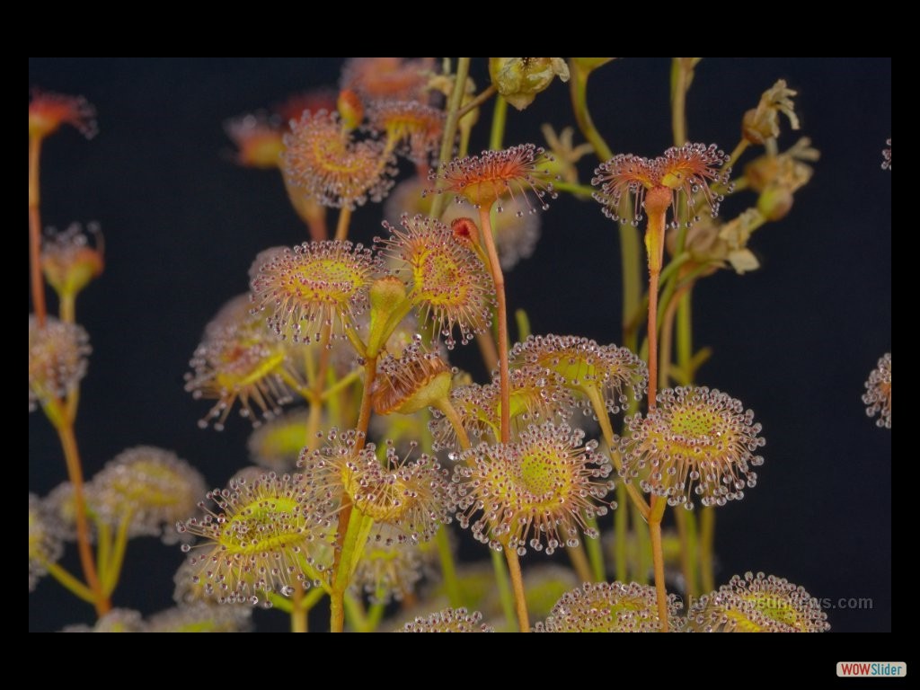 drosera_rupicola_3