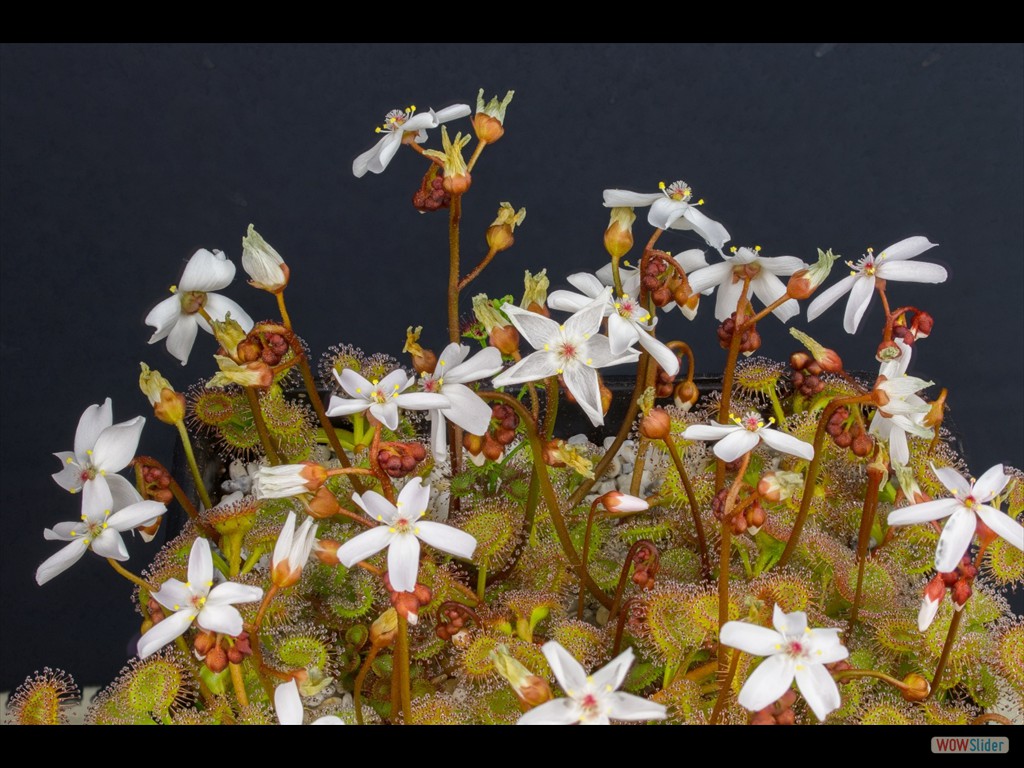 Drosera rupicola DRUP3