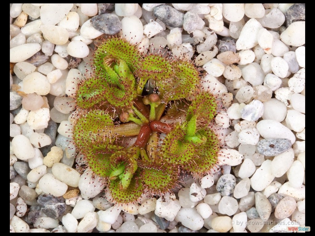 drosera_rupicola_golden_green_1