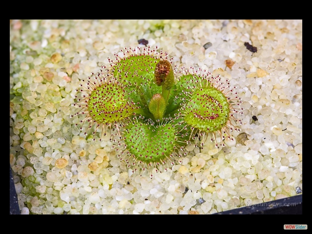 drosera_rupicola_golden_green_awakening