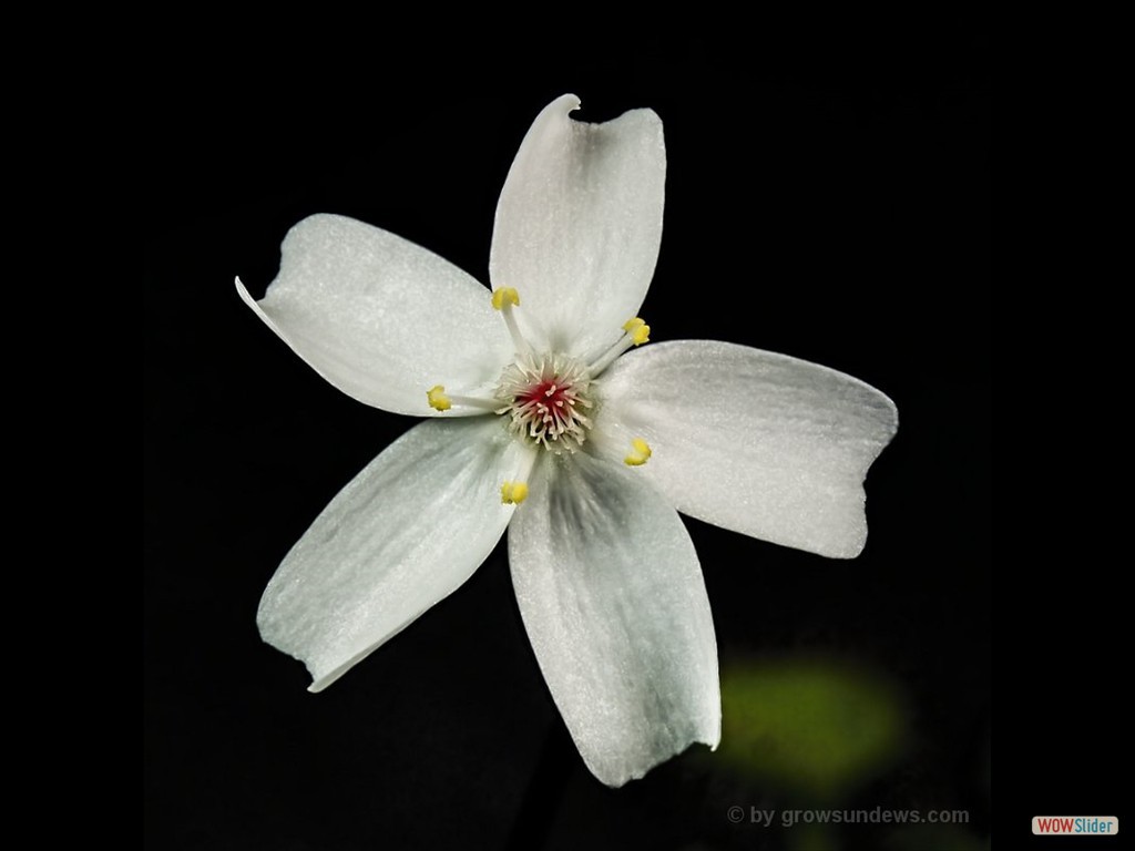 drosera_rupicola_green_flower