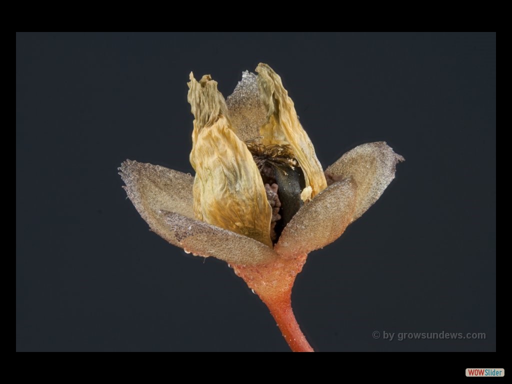 drosera_rupicola_seedpot