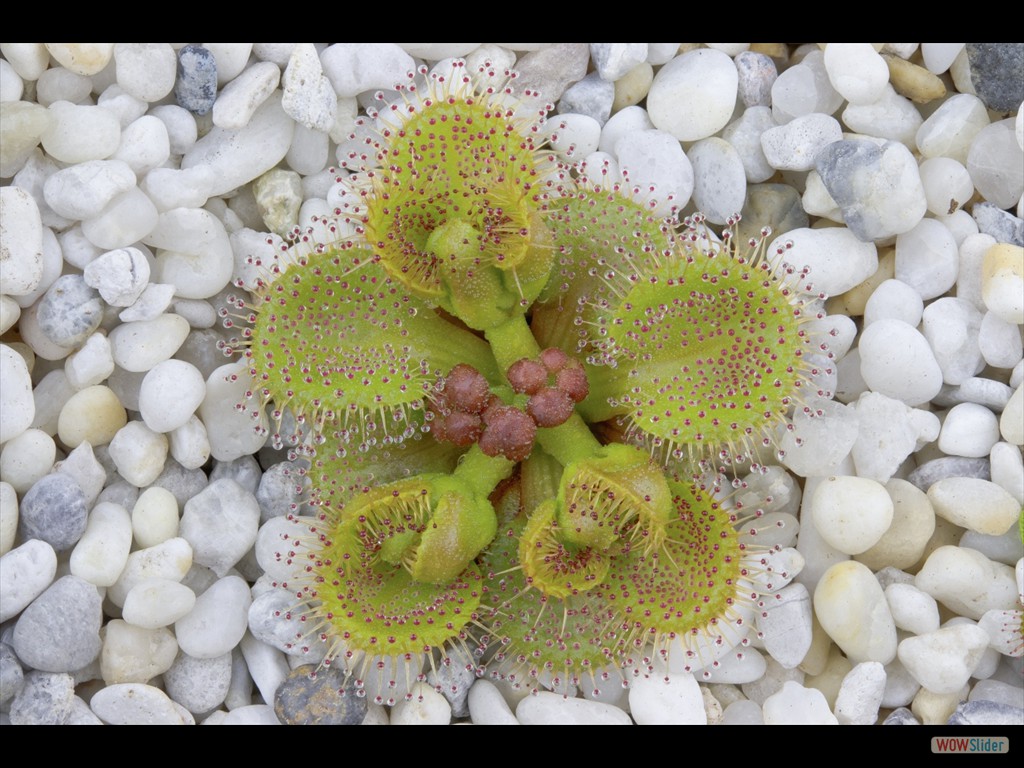 Drosera rupicola with flower buds