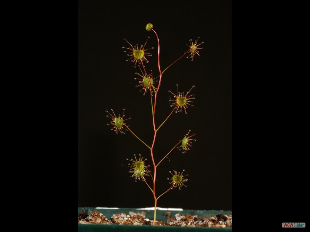 Drosera salina 1