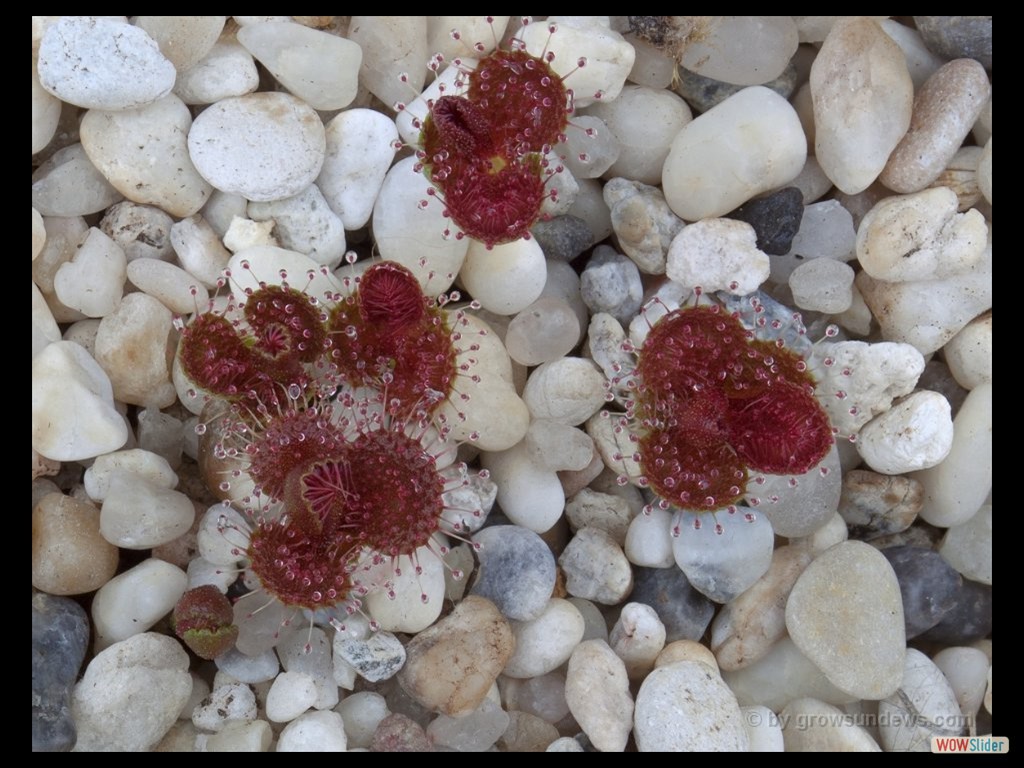 drosera_schmutzii_1