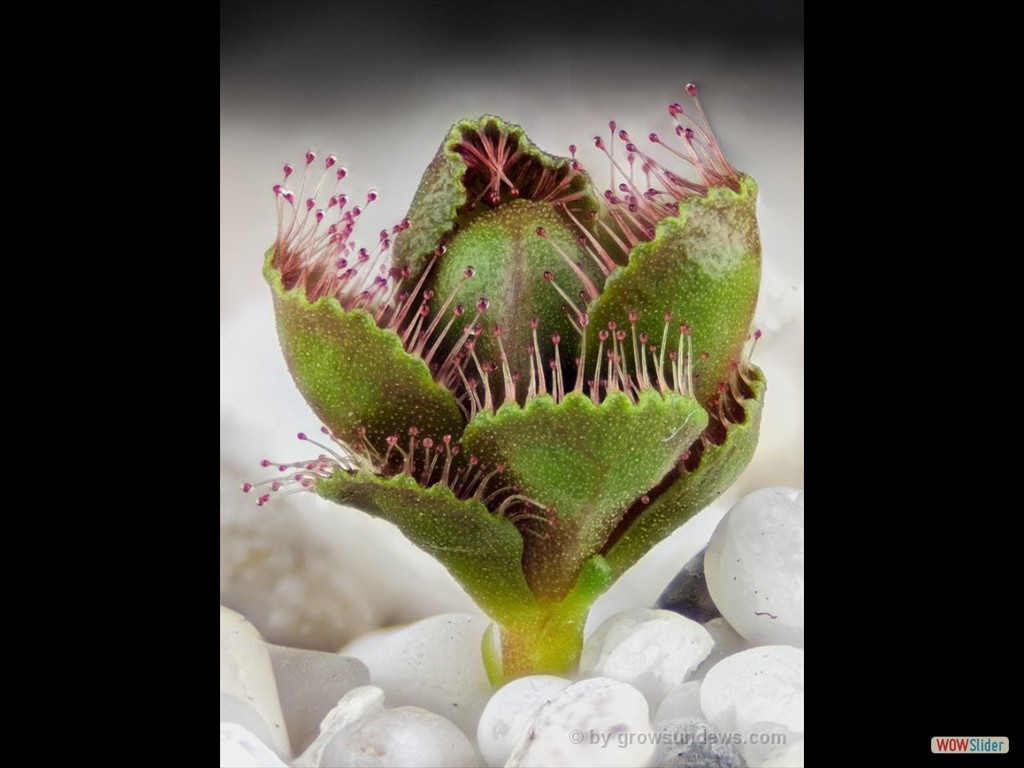 drosera_schmutzii_2