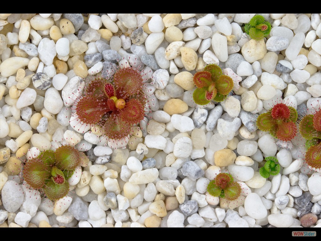 Drosera schmutzii 4