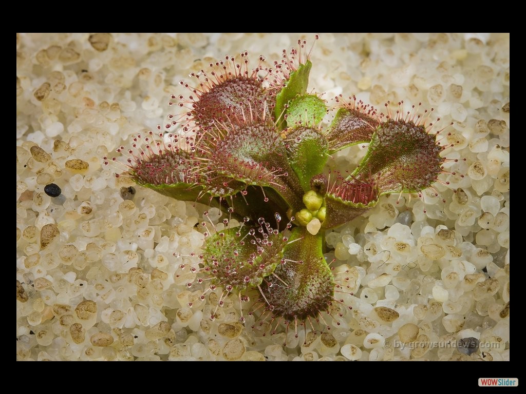 drosera_schmutzii_kangaroo_island_1