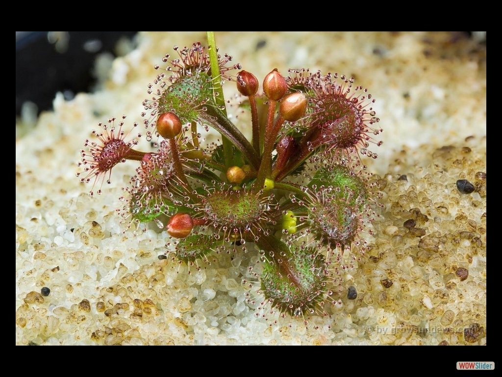 drosera_schmutzii_kangaroo_island_2