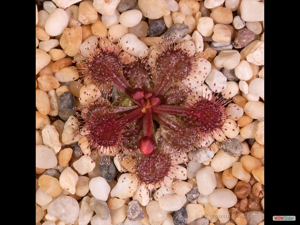 drosera_schmutzii_kangaroo_island_3