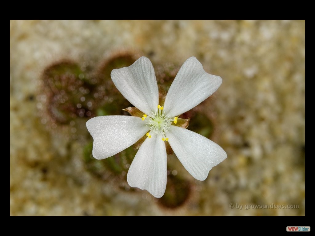 drosera_schmutzii_kangaroo_island_flower