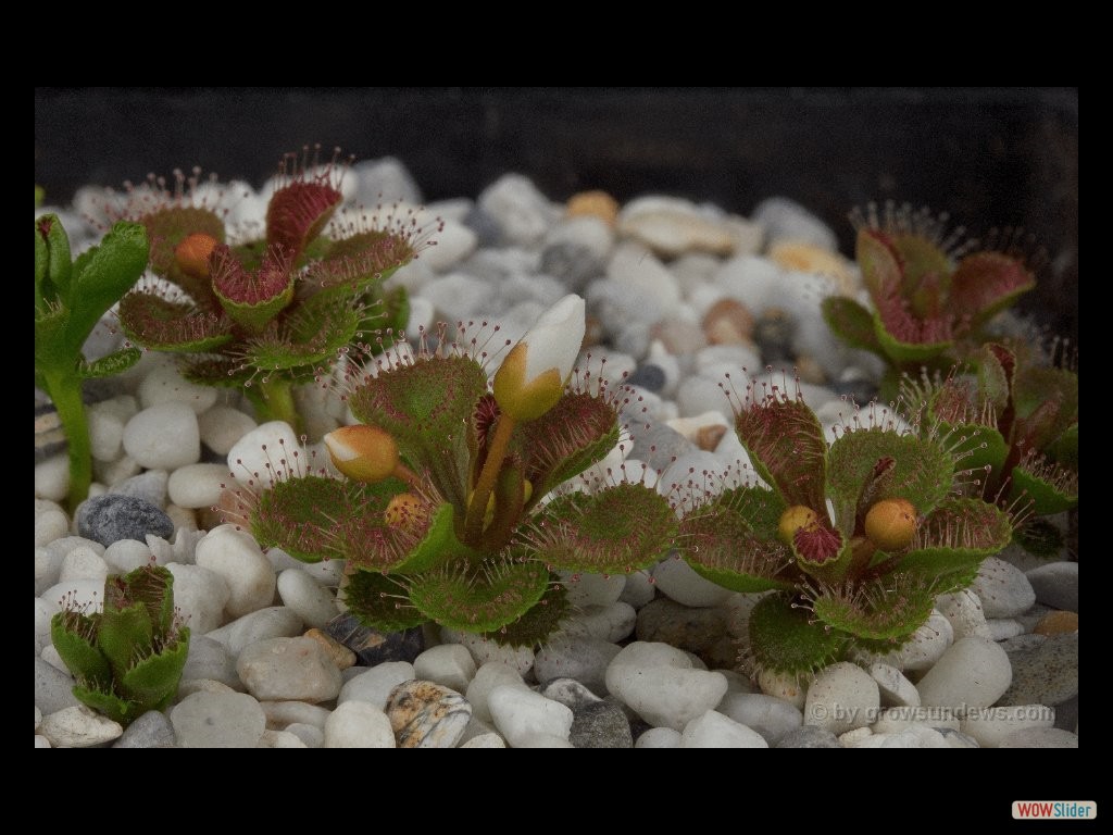 drosera_schmutzii_many_flowers