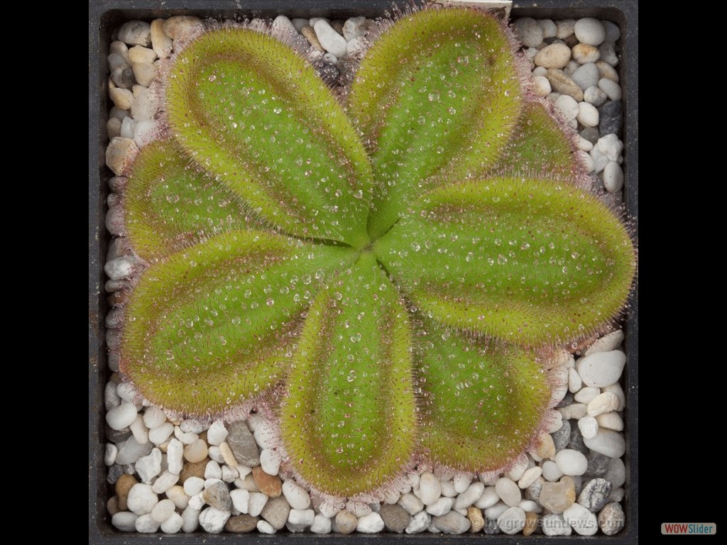 Drosera sqamosa DSQA1