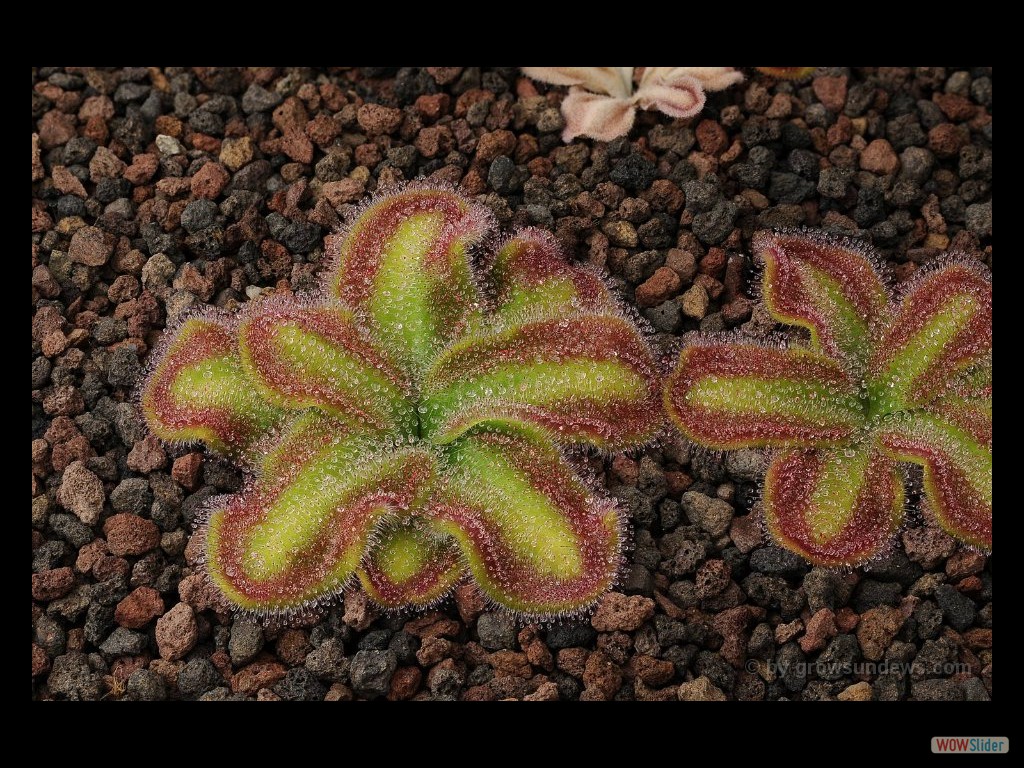 Drosera squamosa 1