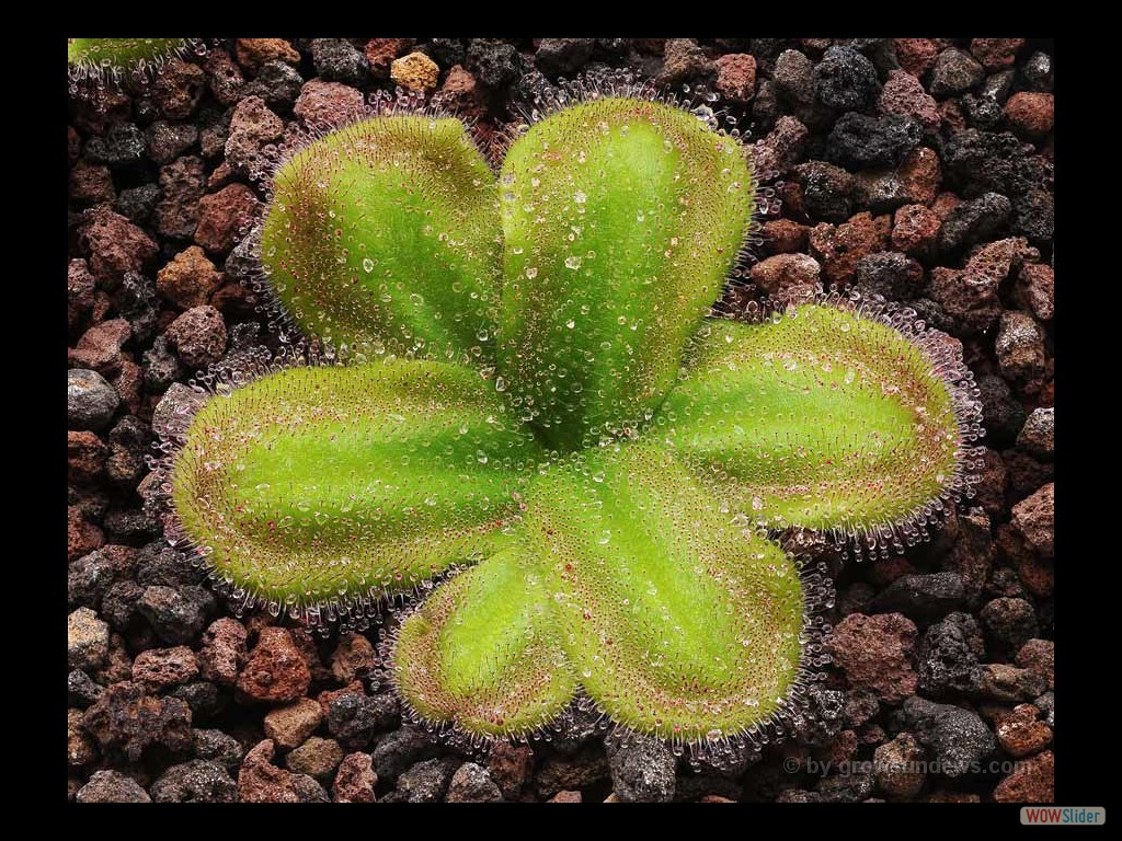 Drosera squamosa 2