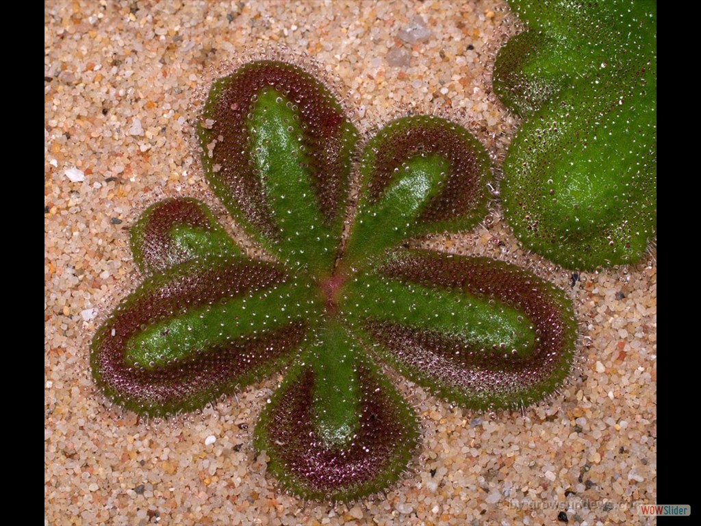 Drosera squamosa 4