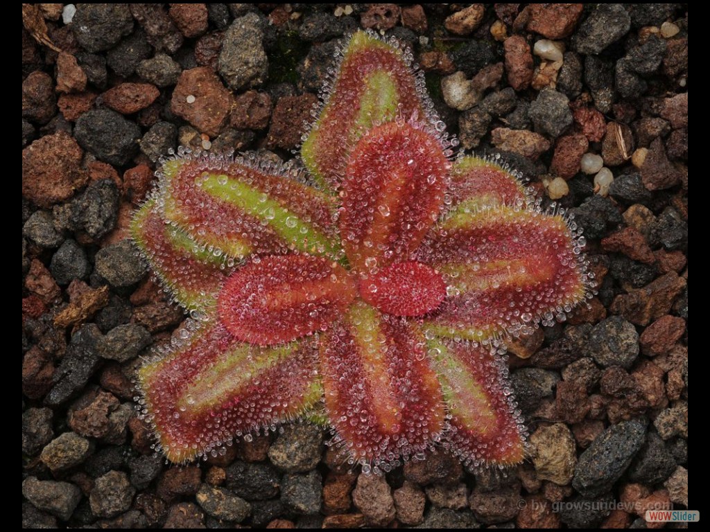 Drosera squamosa 5