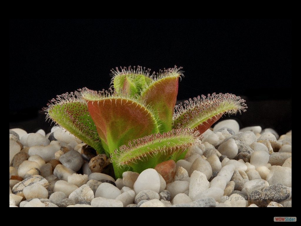 Drosera squamosa awakening 1 DSQA1