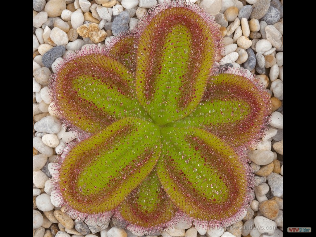 Drosera squamosa DERS1