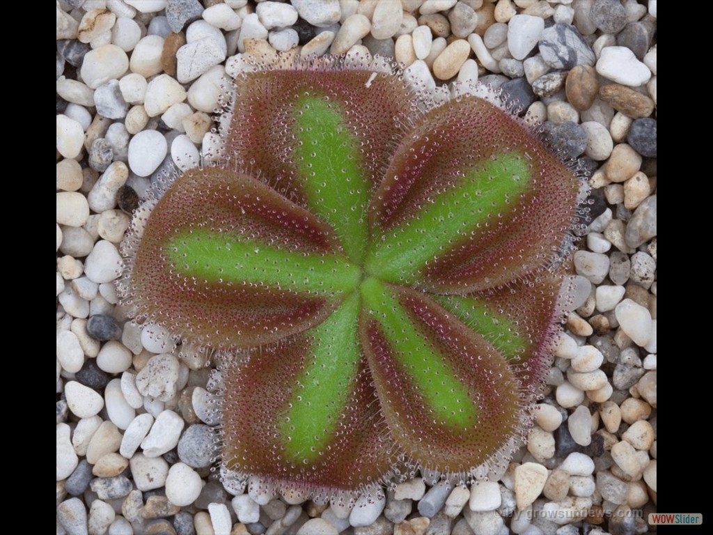 Drosera squamosa DSQA4