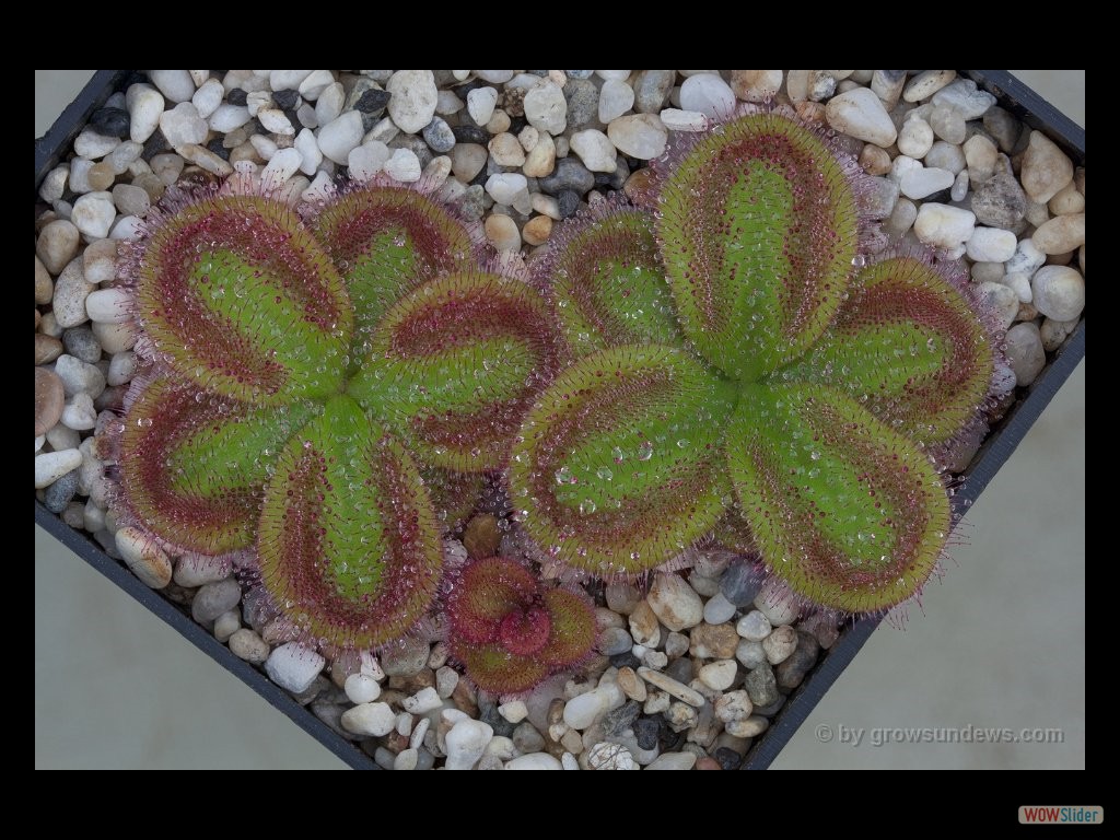 Drosera squamosa fertig