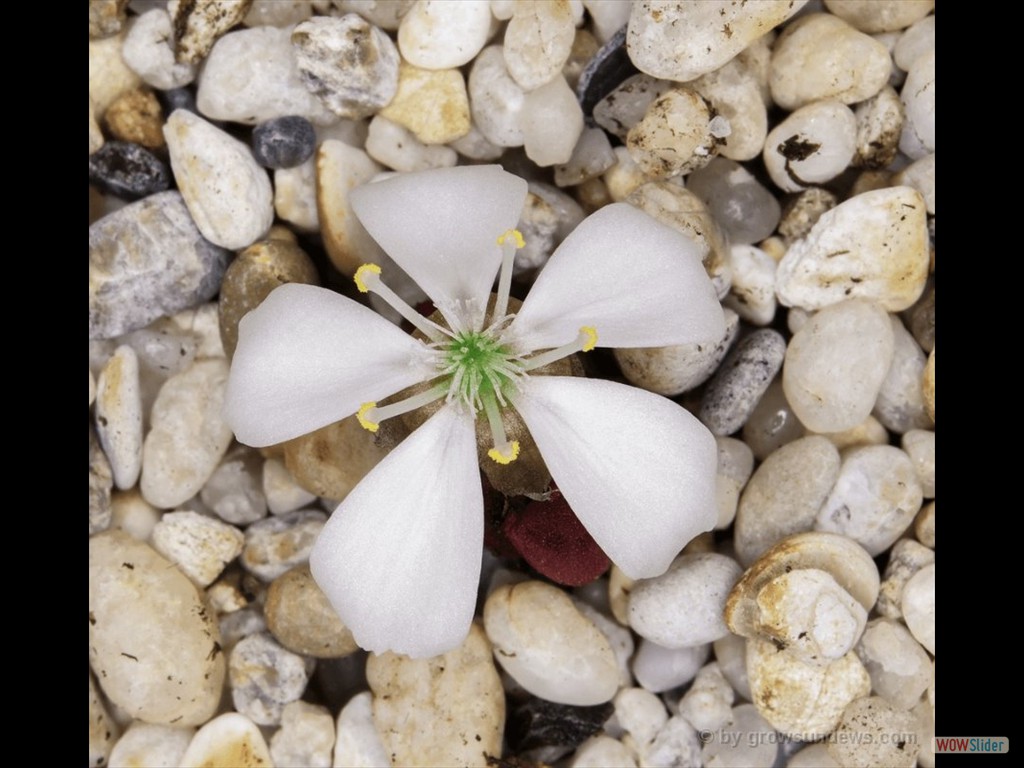 Drosera squamosa flower 1 DSQA1