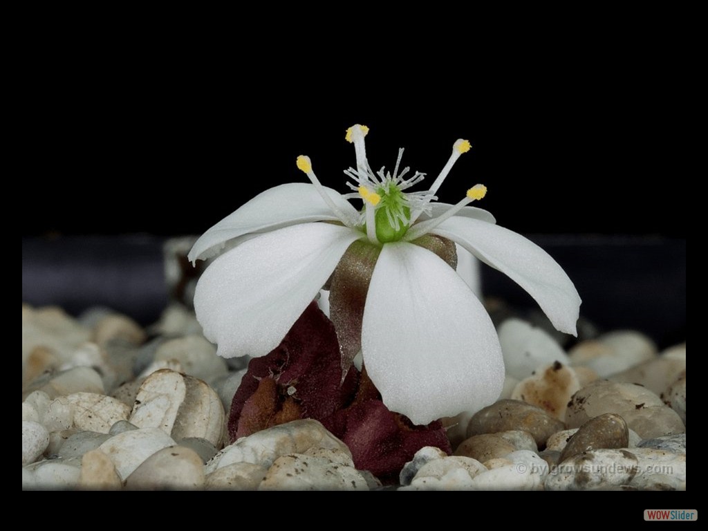 Drosera squamosa flower 2 DSQA1