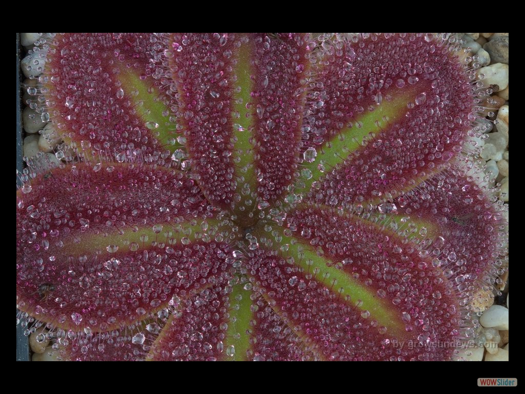Drosera squamosa laterite growing form