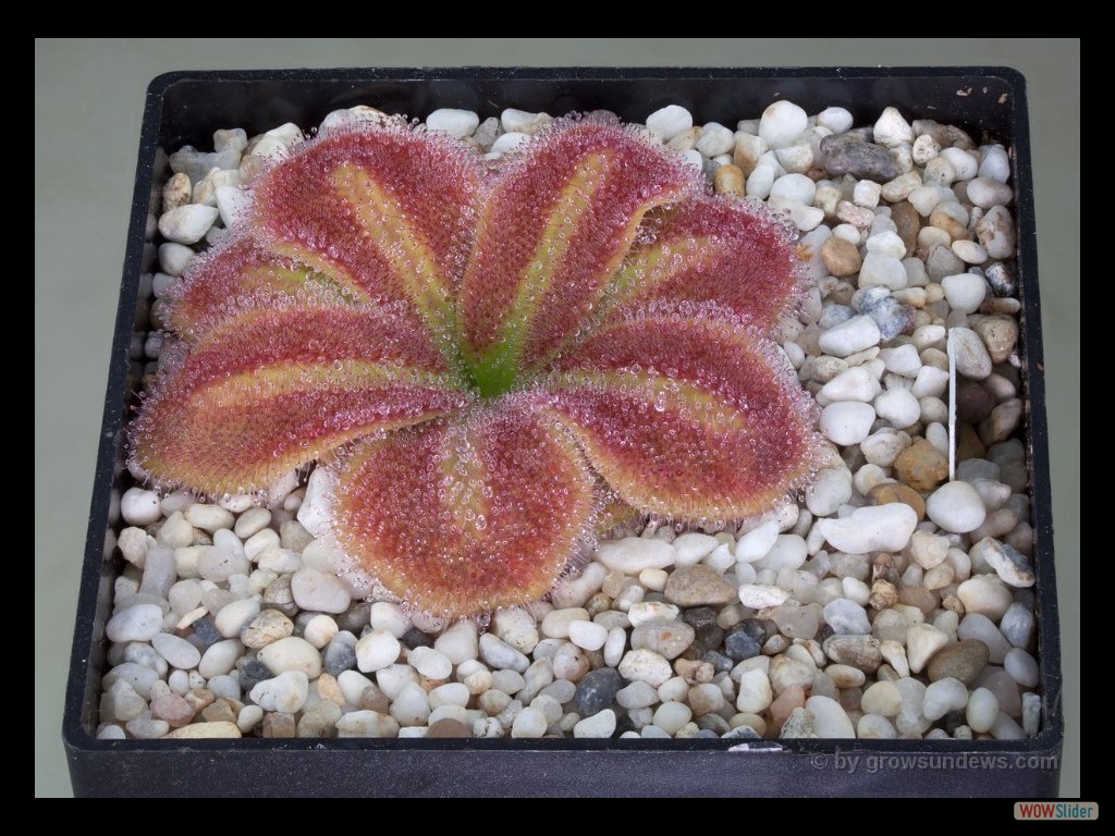 Drosera squamosa laterite growing form DSQA1