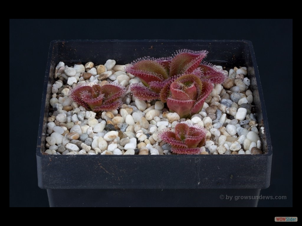 Drosera squamosa mehr Pflänzchen DSAQ1