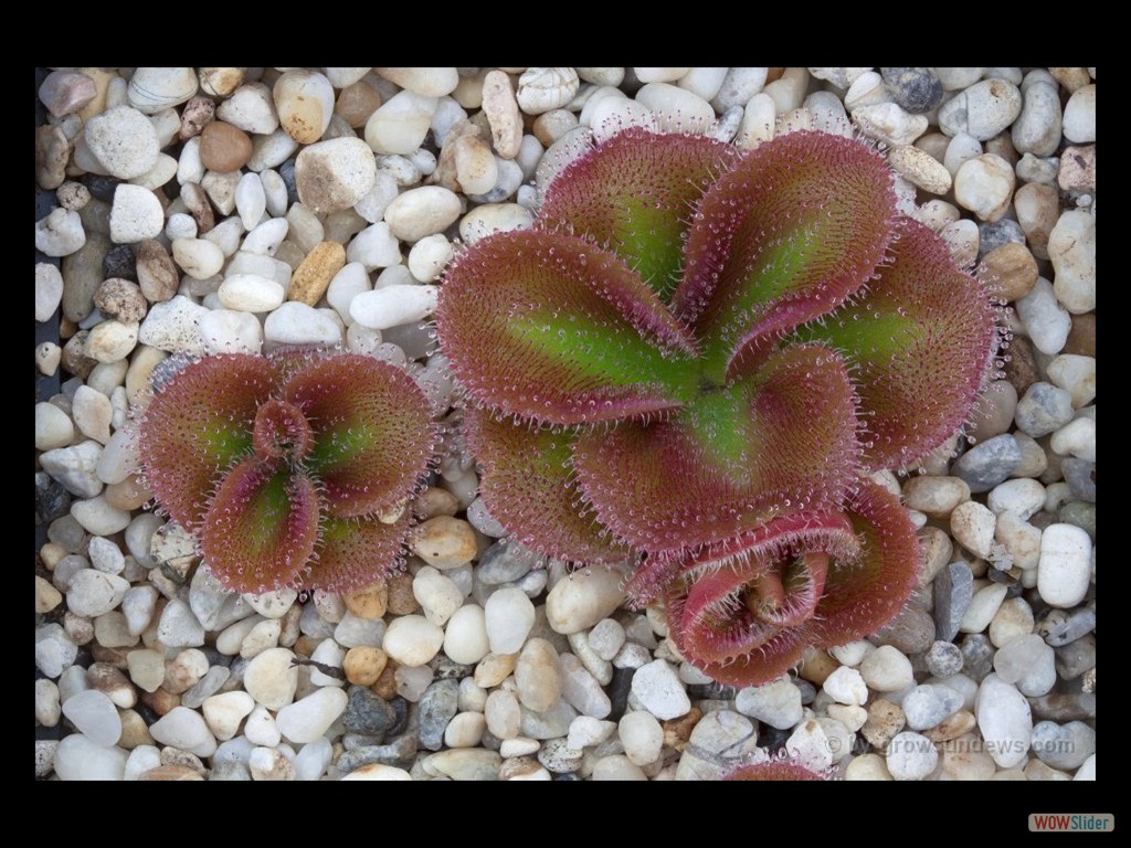 Drosera squamosa mehr Pflänzchen von oben