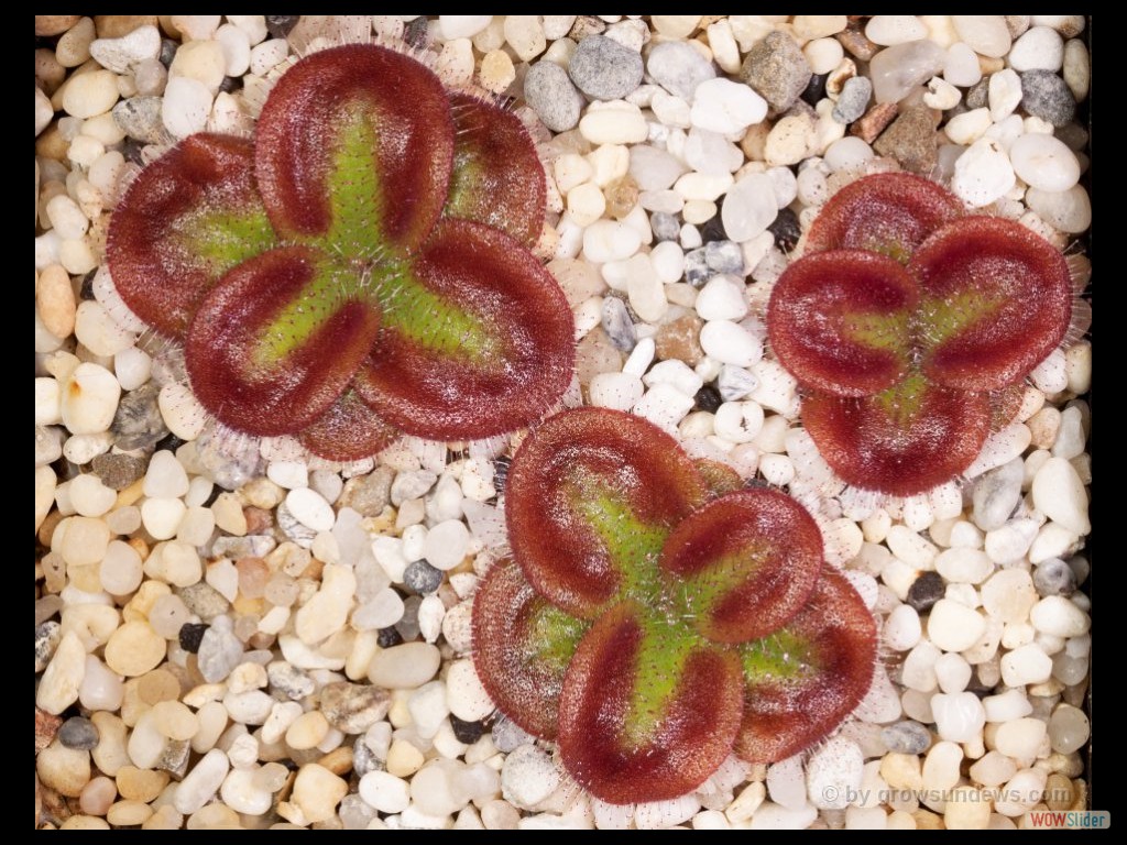 Drosera squamosa sand growing form 1