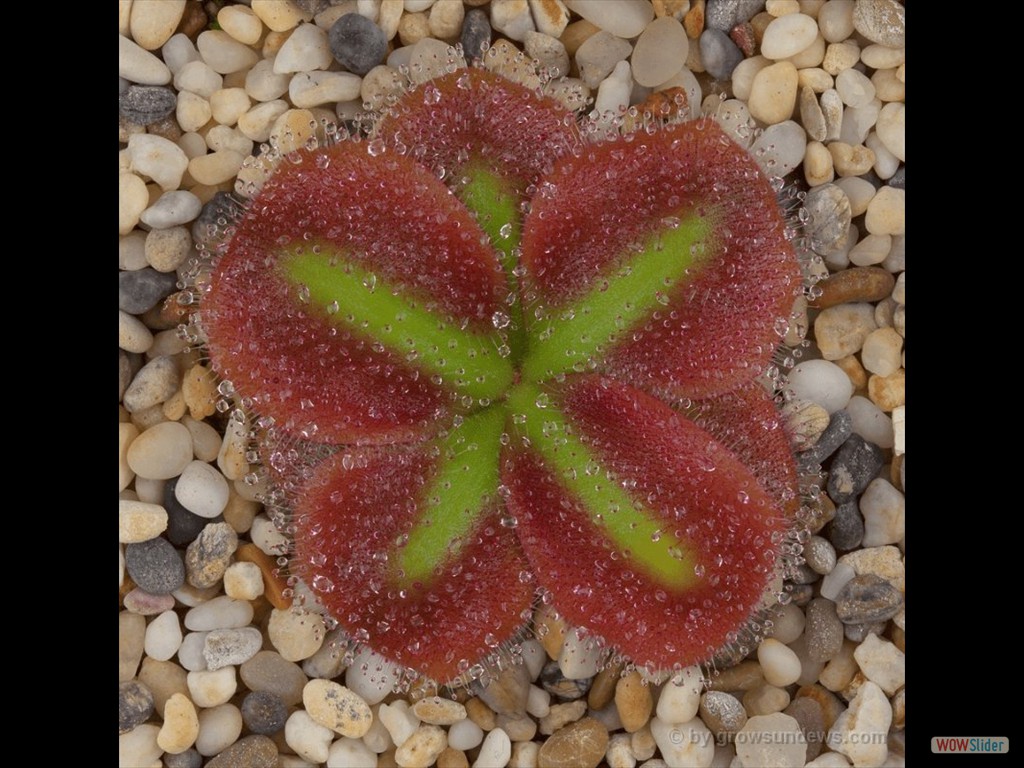 Drosera squamosa sand growing form 2