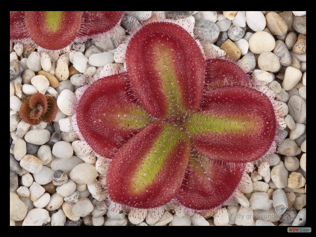 Drosera squamosa sand growing form 2 DSQA2