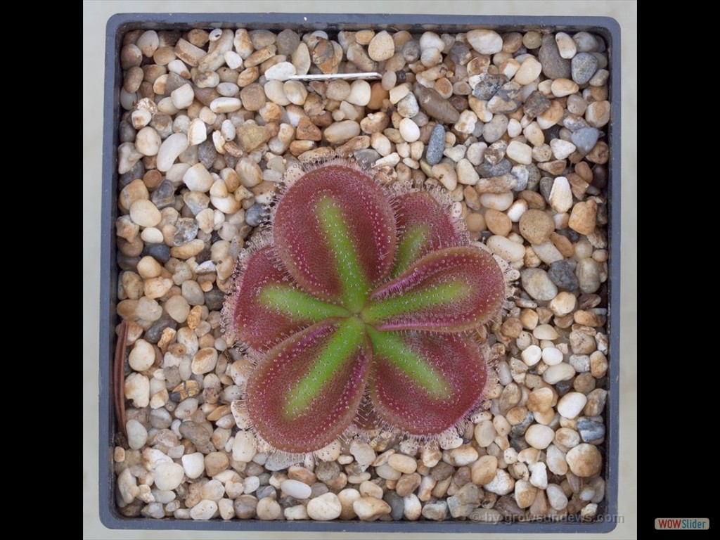 Drosera squamosa sand growing form lonly