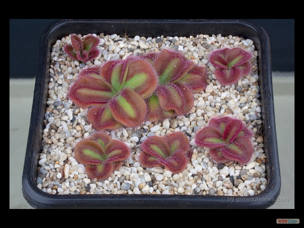 Drosera squamosa sand growing form many