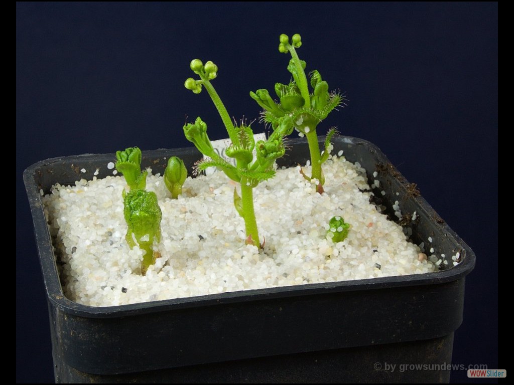 Drosera stolinifera