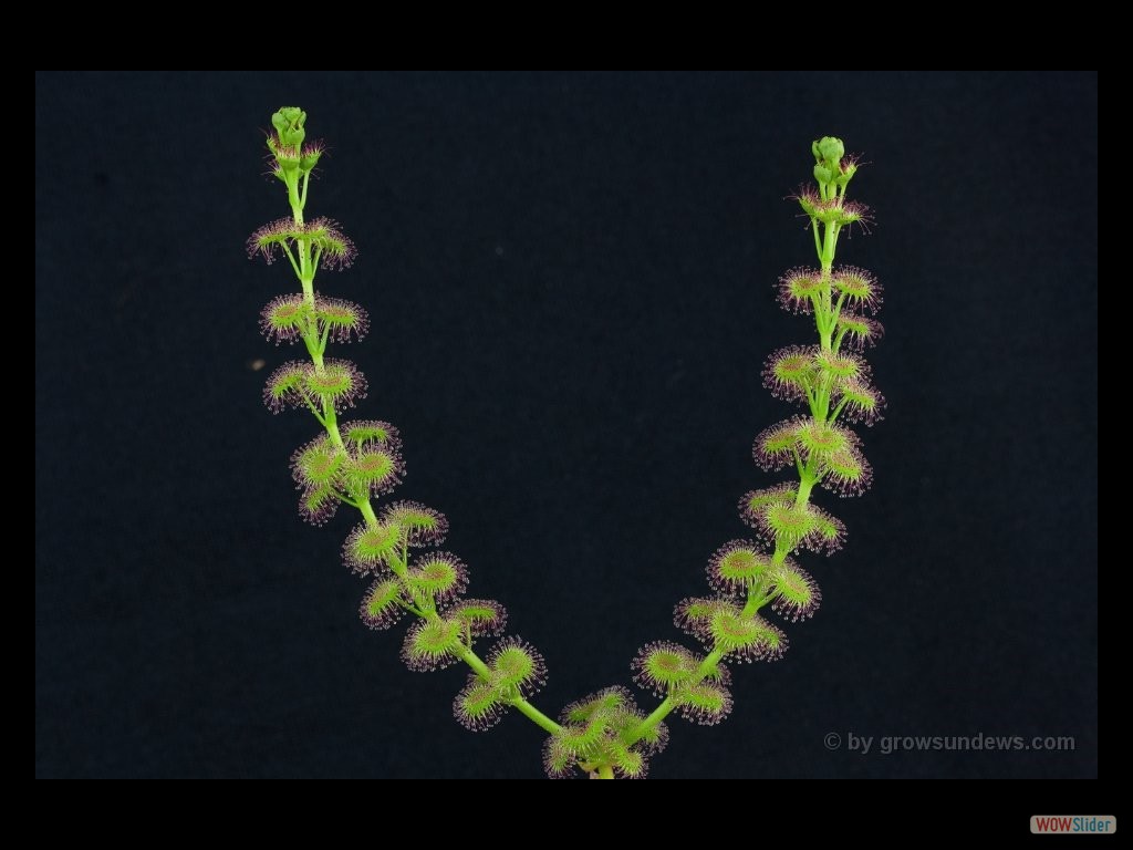 Drosera stolinifera 2 DSTO2