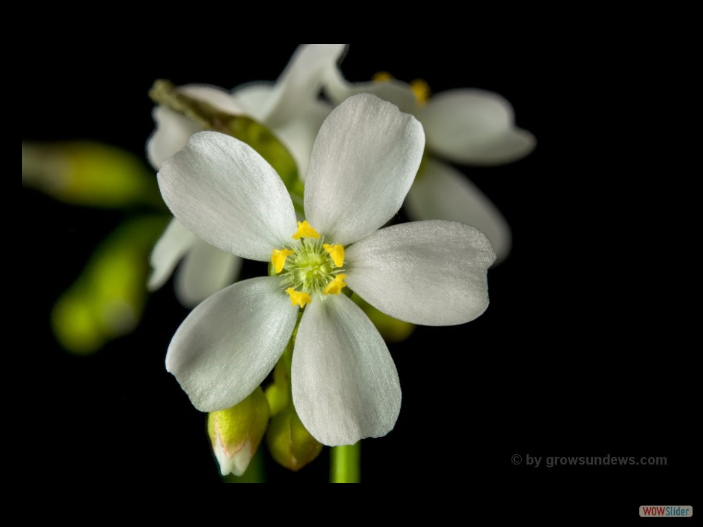 Drosera stolinifera Blüte DSTO1