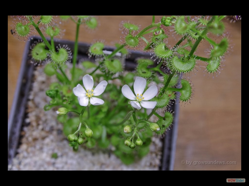 Drosera stolinifera doubleflower