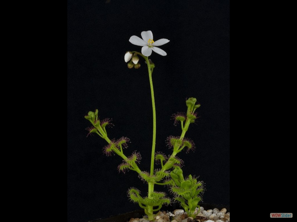 Drosera stolinifera mini hills 1 DSTO2