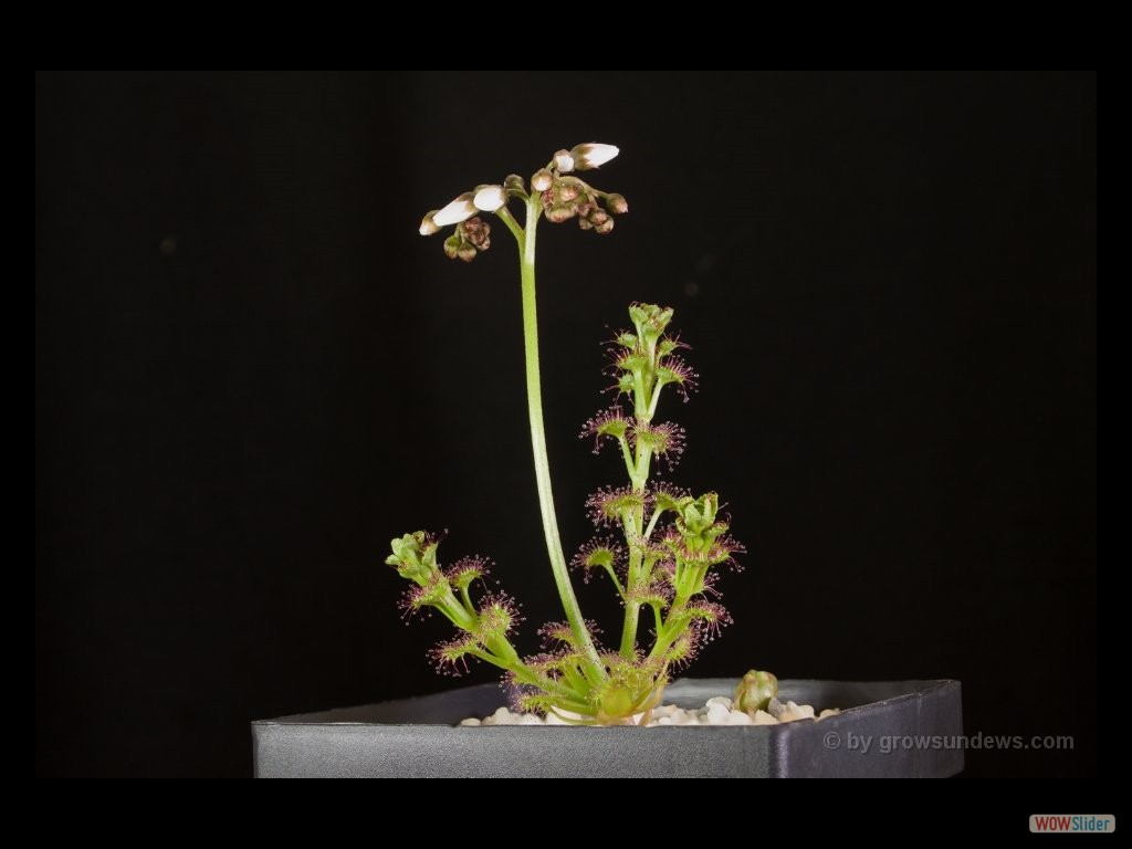 Drosera stolinifera mini hills form 1 DSTO2